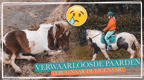 VERWAARLOOSDE PAARDEN WEER TERUG PAARDEN RIJDEN Paardzoektbaas