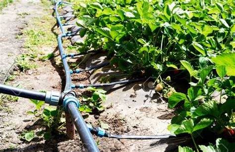 Drip Irrigation For Agriculture - Drip Irrigation For Agriculture ...