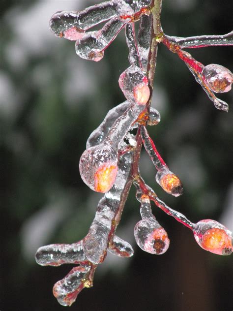 Freezing Rain Free Photo Download | FreeImages