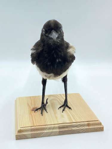Beautifully Coloured Taxidermy Mounted Common Magpie (Pica pica)