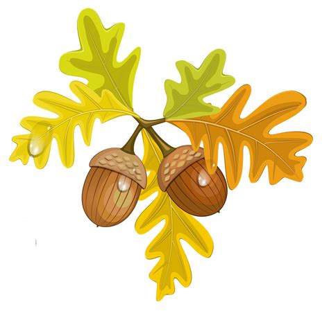 Acorns clipart 20 free Cliparts | Download images on Clipground 2024