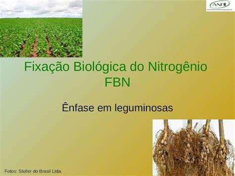 PPT 1 Fixação Biológica do Nitrogênio FBN Ênfase em leguminosas Fotos