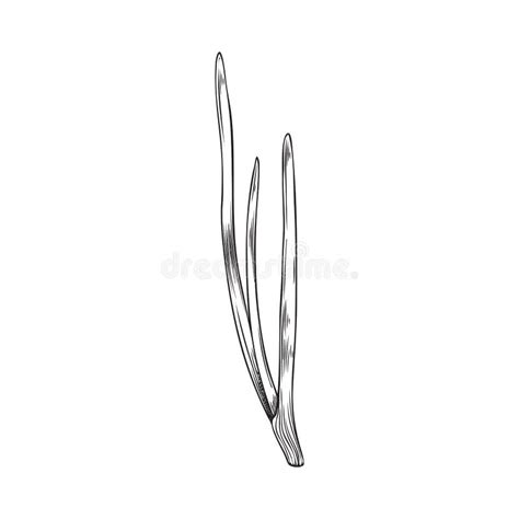 Scallion Black Silhouette Generative Ai Stock Vector Illustration Of