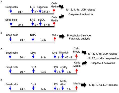 Frontiers Docosahexaenoic Acid Suppresses Silica Induced Inflammasome