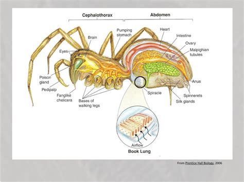 Ppt Arthropods Powerpoint Presentation Free Download Id 1927626