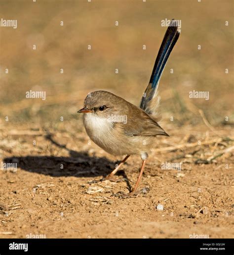 Juvenile Male Superb Fairy Wren Hi Res Stock Photography And Images Alamy