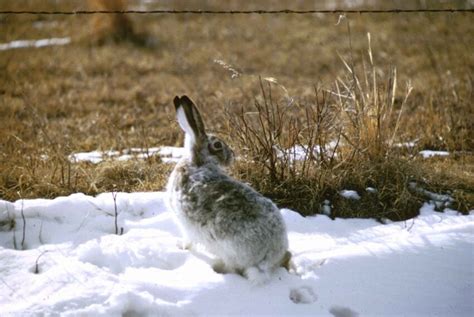 Free picture: jackrabbit, rabbit, snow