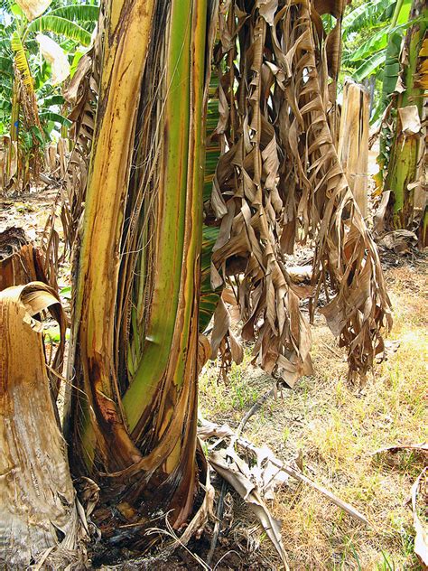 Frontiers The Epidemiology Of Fusarium Wilt Of Banana