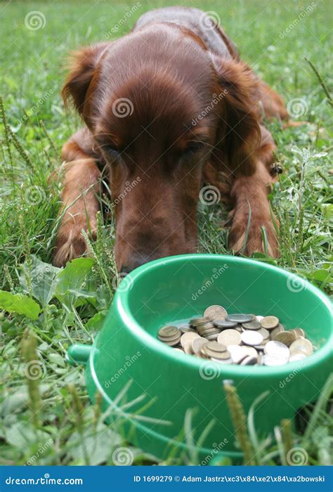 Setter Dog With Money Stock Image Image Of Fauna Laying 1699279