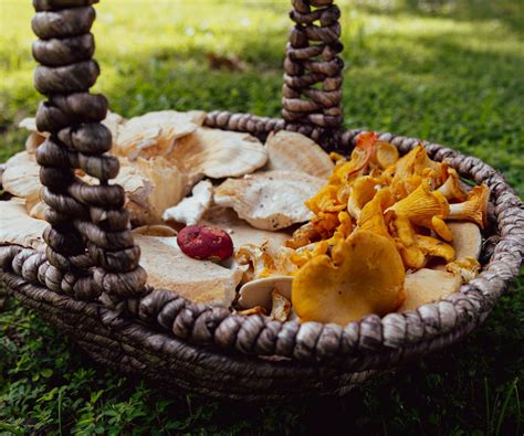 How to Make Mushroom Jerky