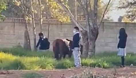 Niño Lleva A Su Yegua A La Escuela Y Se Hace Viral Video Fama