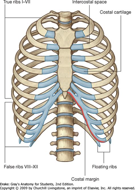 Thorax At King S College School Of Medicine And Dentistry StudyBlue