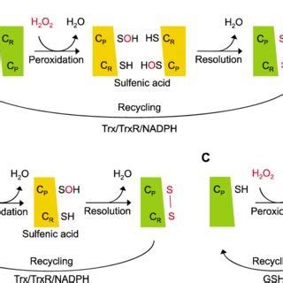 Catalytic Cycle Of Peroxiredoxin Prx Isoforms A Typical Cys Prxs