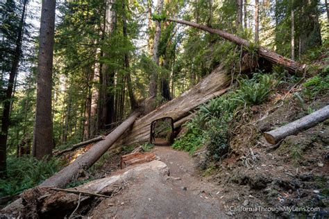 Tall Trees Grove In Redwood National Park California Through My Lens