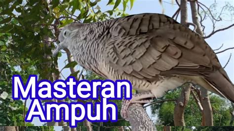 Pancingan Burung Perkutut Bangkok Gacor Suara Mas Bagus Buat Masteran