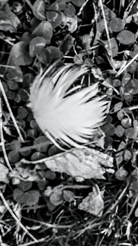 Blown By The Wind Photograph By Lesley Wood Fine Art America