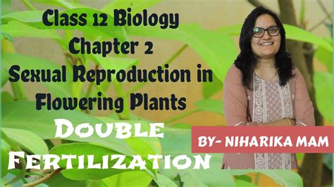 Double Fertilization Sexual Reproduction In Flowering Plants Class