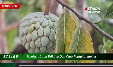 Ketahui 8 Manfaat Daun Insulin Untuk Kesehatan Tubuh Anda