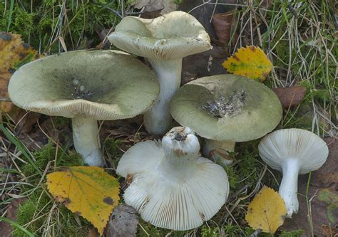 Russula Aeruginea Sociedad Micológica Barakaldo