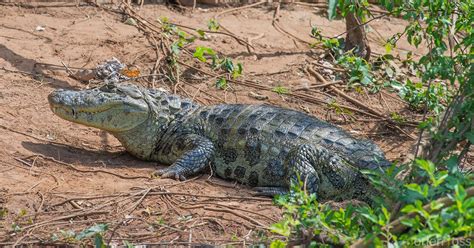 Argentina Nativa Yacar Overo Caiman Latirostris