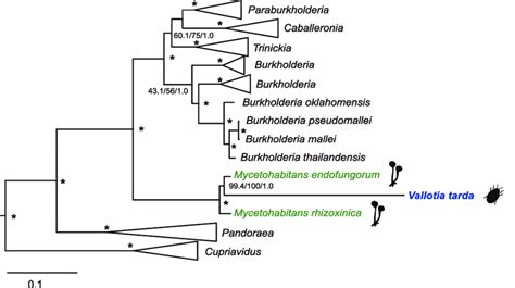 Phylogenomic Analysis Showing The Affiliation Of The Adelgid