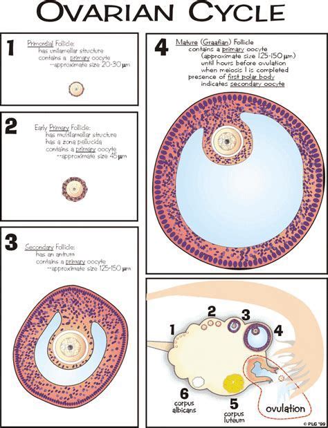 Stages Of Ovarian Cycle Bing Images Obstetrics And Gynaecology