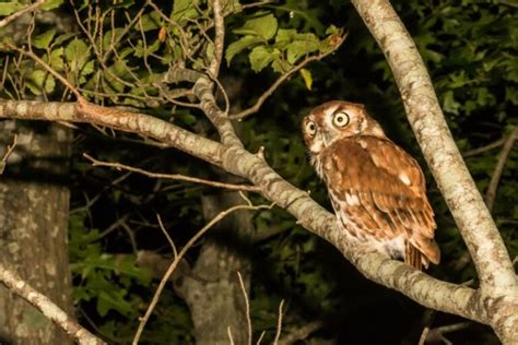 What Animals Make A Screeching Noise At Night? - Online Field Guide