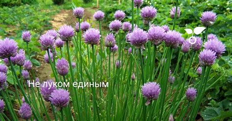 Не луком единым. Лук многолетний. Уход, выращивание, размножение. Виды ...
