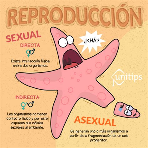 Guía Completa Tipos De Reproducción Sexuales Y Asexuales