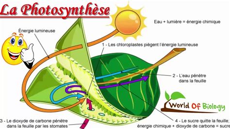 QU EST CE QUE LA PHOTOSYNTHÈSE Agriculture du Maghreb