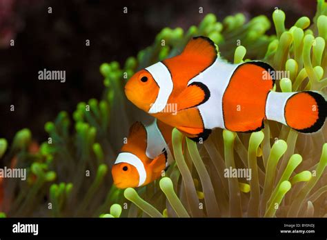 Amphiprion Percula Clown Poisson Clown Alam Batu Bali Indon Sie