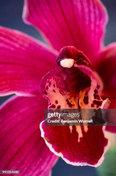 349 Benjamin Bloom Stock Photos, High-Res Pictures, and Images - Getty ...