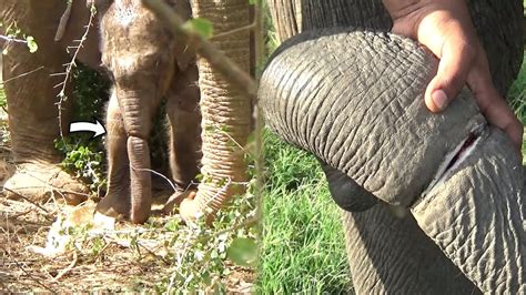 Great Save the elephant from the painful rope tгар and successfully