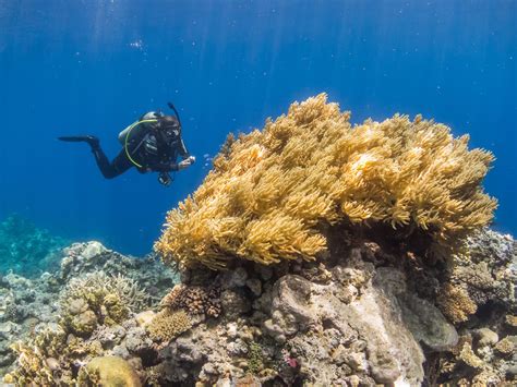 Ocean Ventures Fiji Launches Cutting-Edge Coral Reef Ecology Course ...