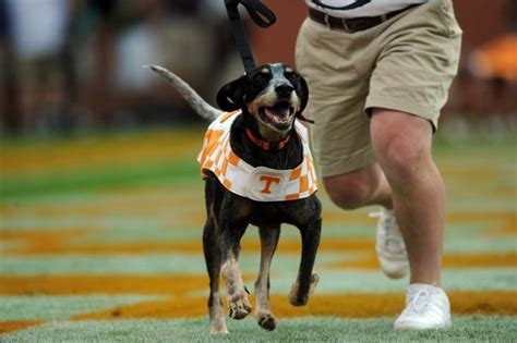 17 Best images about Live Mascots: Smokey of Tennessee on Pinterest ...