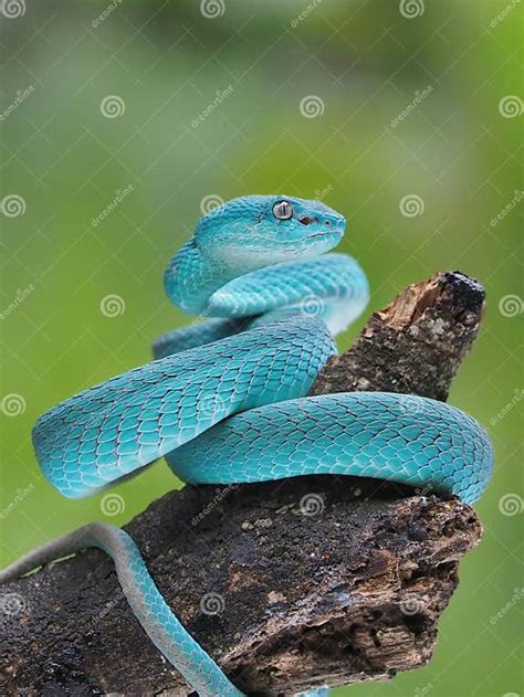 Blue Viper Snake On A Branch Viper Blue Insularis Trimeresurus