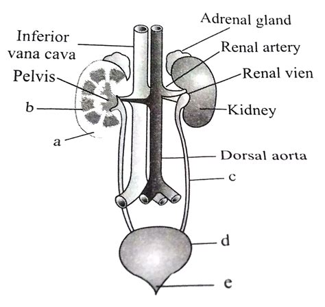 Section A Topicwise Questions Topic 1 Human Excretory System From