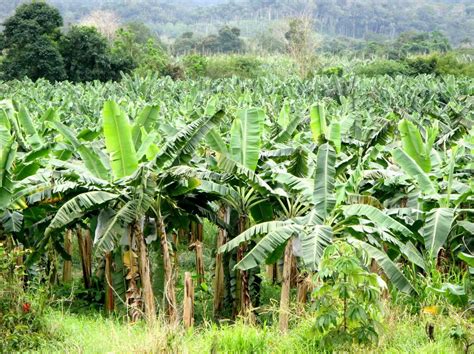 A Bananeira Nome Cient Fico Mundo Ecologia