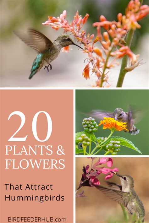 20 Plants And Flowers That Attract Hummingbirds Artofit