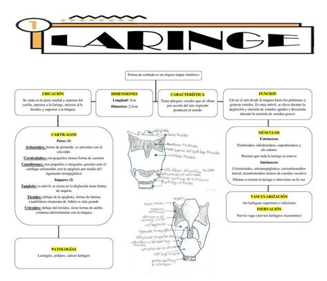 Laringe Mapa Conceptual A Z Udocz