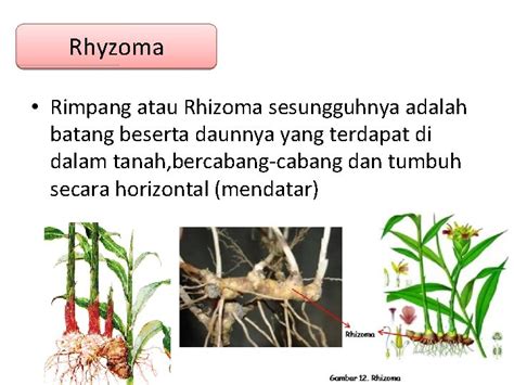 Reproduksi Vegetatif Pada Tumbuhan Alami Reproduksi Vegetatif Disebut