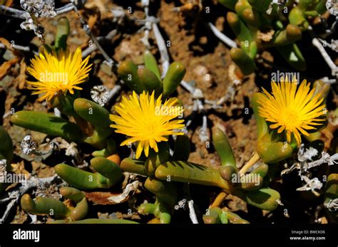 South African Desert Plants Hi Res Stock Photography And Images Alamy