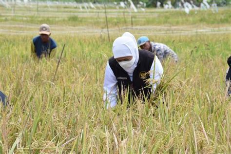 Gubernur Khofifah Panen Raya Dua Jenis Padi Varietas Unggul Di