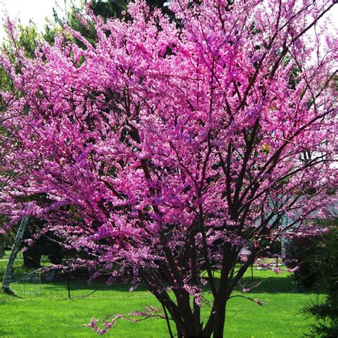 Cercis Siliquastrum - Judas Tree - Buy Plants Online | Pakistan Online Nursery