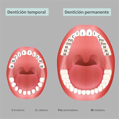 La dentición temporal y la dentición permanente ILERNA