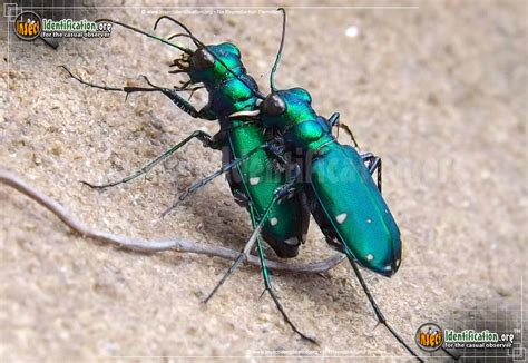 Iridescent Green Beetle