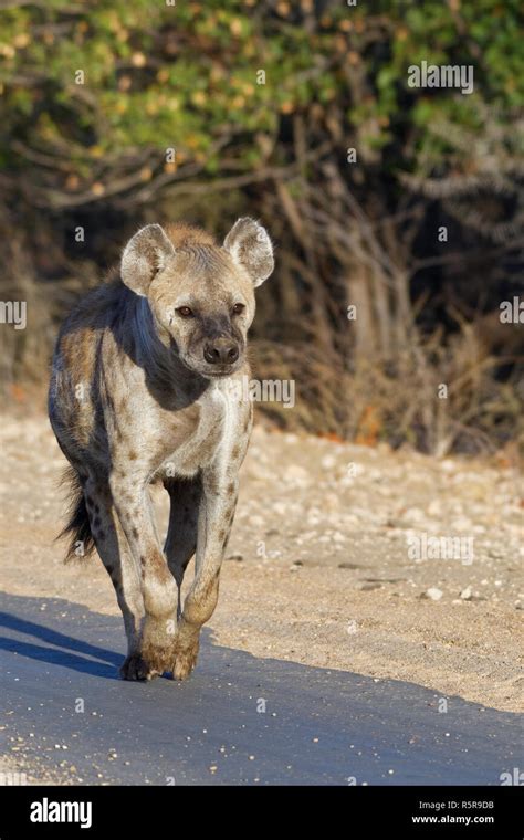 Spotted Hyena Or Laughing Hyena Crocuta Crocuta Adult Female Running