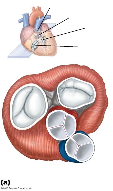 Heart Valves Transverse Sectional View Diagram Quizlet