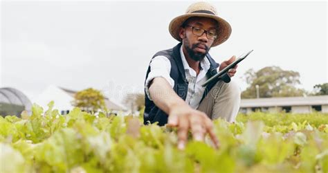 Black Man Tablet And Farming In Greenhouse For Harvest Production Or