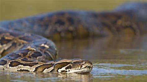 South Florida Researchers Use Gps Fitted Possums And Raccoons To Capture Invasive Pythons